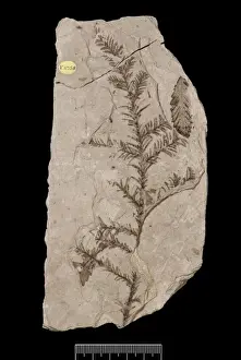Redwood Prints: Sequoia affinis, fossil tree