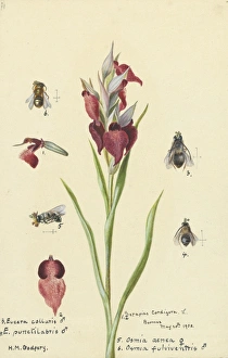 Women Artists Collection: Serapias cordigera by Hilda Margaret Godfery