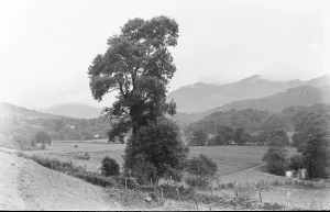 Farmland Prints: Serene Countryside Landscape