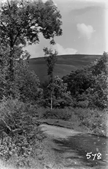 Serene Hillside Path