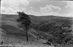Serene Hillside View