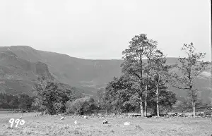 Pastoral Prints: Serene Landscape with Sheep