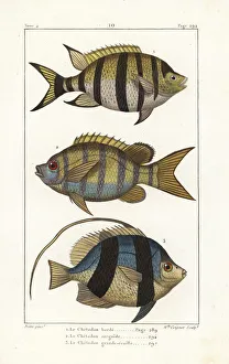 Germain Gallery: Sergeant major fish and pennant coralfish