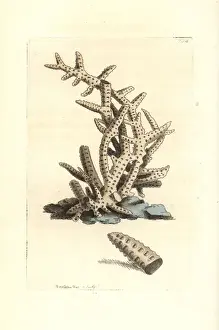 Thenaturalistsmiscellany Prints: Seriated madrepore coral, Madrepora seriata