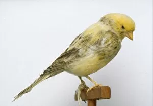 Fringillidae Collection: Serinus canaria, island canary