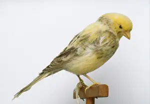 Streaked Prints: Serinus canaria, island canary