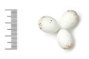 Eggshell Prints: Serinus pusillus, red-fronted serin