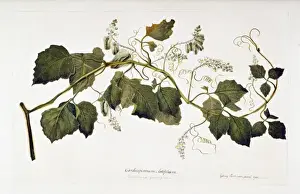 Serjania cuspidata