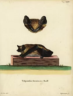 Serotine bat, Eptesicus serotinus serotinus