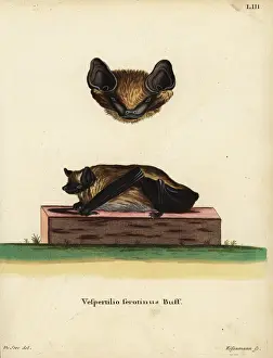 Andreas Prints: Serotine bat, Eptesicus serotinus serotinus