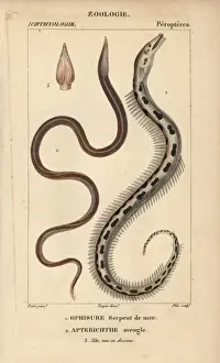 Moray Prints: Serpent eel, Ophisurus serpens, and European