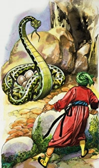 Images Dated 19th July 2006: Serpent protecting its eggs