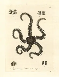 Elford Prints: Serpent star species, Ophiura ammothea and Ophiura linckii