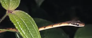 Serpentes (suborder), snake