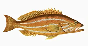 Markings Prints: Serranus cabrilla, or Comber