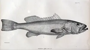 Serranus Prints: Serranus olfax