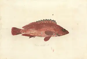 Perciform Prints: Serranus variolosa