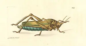 Locust Prints: Serrate lubber grasshopper, Prionolopha serrata