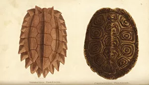 Amphibia Collection: Serrated tortoise and diamondback terrapin