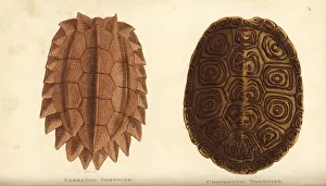 Amphibia Collection: Serrated tortoise and diamondback terrapin