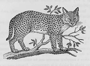 Serval (Bewick)