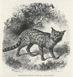 Undergrowth Prints: Serval Cat 1857