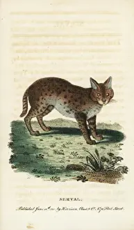 Naturalistspocketmagazine Prints: Serval cat, Leptailurus serval