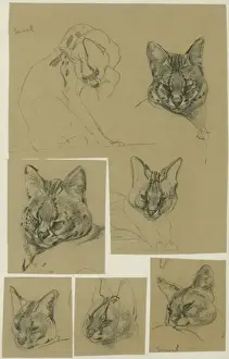 Serval Heads