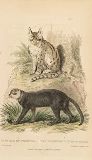 Forster Collection: Serval and jaguarundi