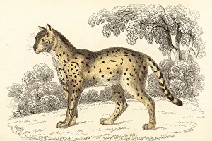 Predator Prints: Serval, Leptailurus serval