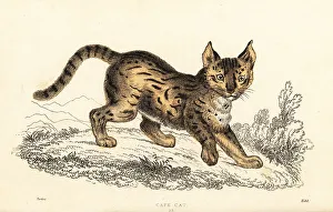 Serval, Leptailurus serval