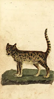 Serval, Leptailurus serval
