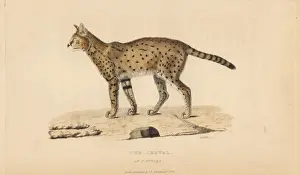 Felis Prints: Serval, Leptailurus serval, of Ferdinand Cuvier