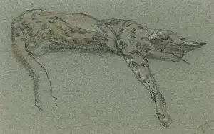 Serval sleeping
