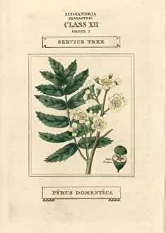 Domestica Collection: Service tree, Pyrus domestica