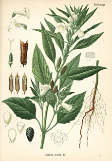 Medicinal Collection: Sesame, Sesamum indicum
