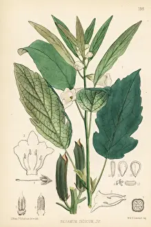 Sesame, til or gingeli, Sesamum indicum