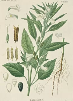 Lamiales Gallery: Sesamum indicum, sesame plant