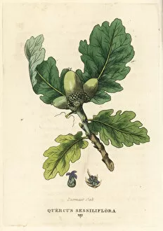 Quercus Gallery: Sessile oak, Quercus petraea