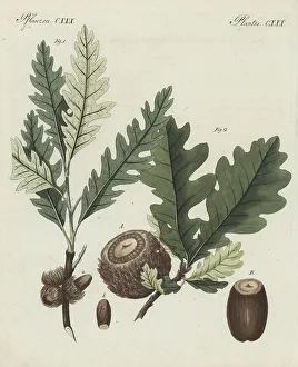 Acorn Prints: Sessile oak and Valonia oak