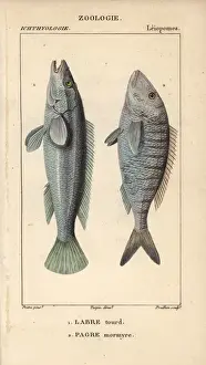 Hippolyte Prints: Sesura, Labrus viridis, and seabream, Pagrus pagrus