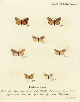 Christoph Collection: Setina aurita, dew moth and Setina roscida