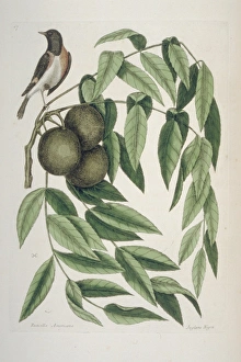 Mark Catesby Collection: Setophaga ruticilla, American redstart