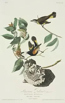 Setophaga ruticilla, American redstart