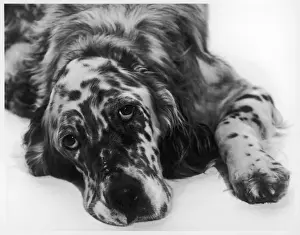 Setter Prints: SETTER