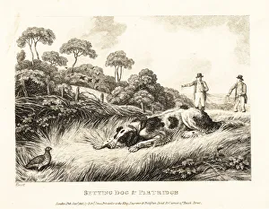 Gay And Phaedrus Prints: A setter creeps up on a game bird