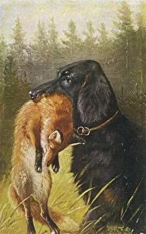 Setter Prints: Setter Dead Fox Hunting General 1889 Gordon Mouth