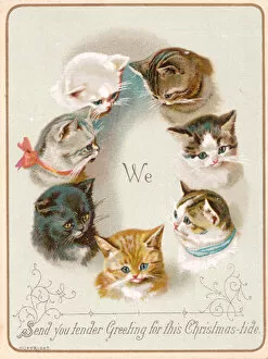 Seven cats on a Christmas card