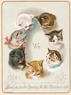 Sending Prints: Seven cats on a Christmas card