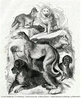 1841 Prints: Seven different dog breeds